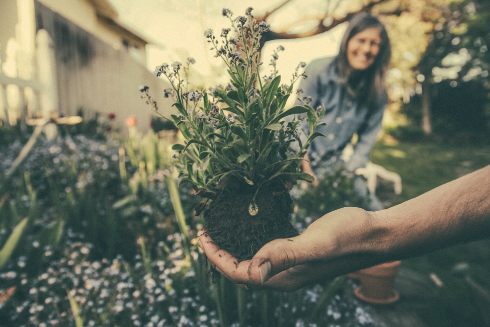 A hand planting flowers.